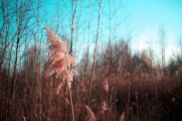 Natura - wiosna © Kajetan