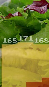 Vertical video: On play camera moving in while orange overlays updating digits revealing freshness