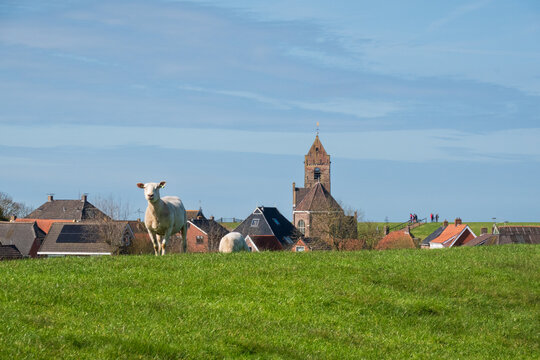 Sheep grazing on a dike under a blue sky, in the background a village and church tower