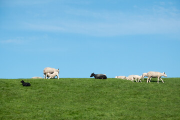 Obraz premium Summer scene: sheep grazing on a dike under a blue sky