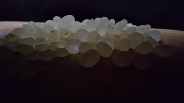 Macro shot of premium Mastic gum (Pistacia lentiscus) tears on a wooden surface. High-quality footage showcasing the translucent, pale yellow resin used in medicine and cooking.