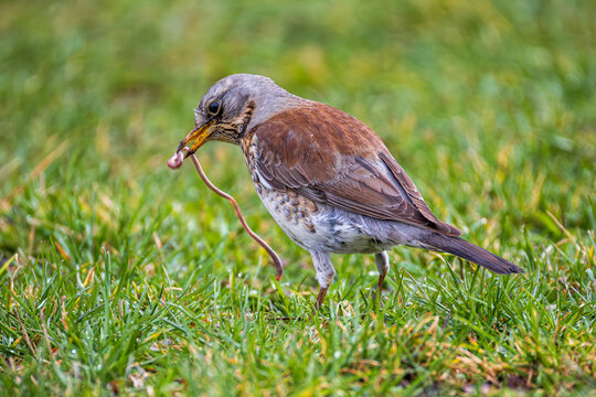 Song thrush with earthworm on grass, bird feeding behavior in natural habitat