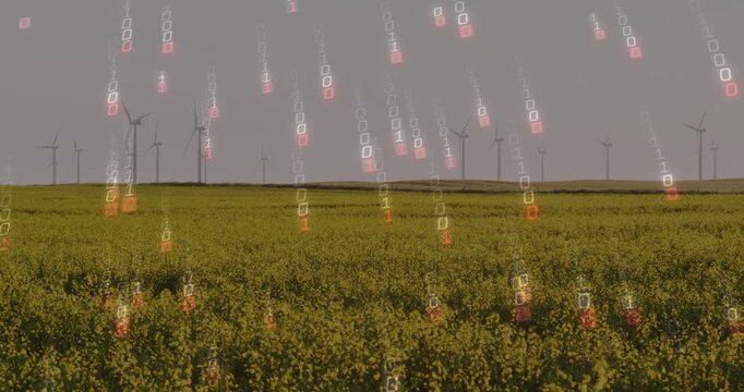 Yellow crop field filling frame as overlay rising glyphs falling hitting blooms showing crop data