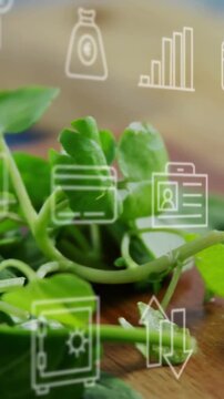 Vertical video: Camera sliding right greens shifting to sliced cucumber finance icons showing costs