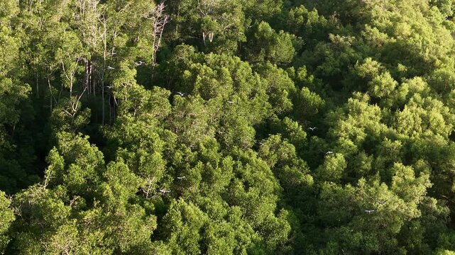 Drone view shows flock of white egrets flying in formation over mangrove forest canopy with tropical wetland horizon.