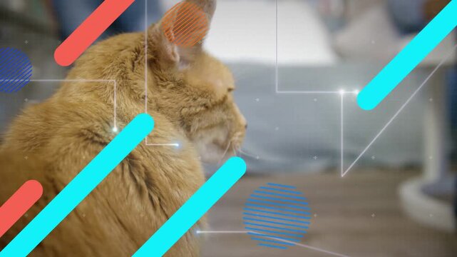 Orange cat turning head right as overlays sliding by, drawing attention and seeking right gaze