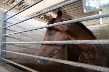 Brown Horse in its Stall © Thales