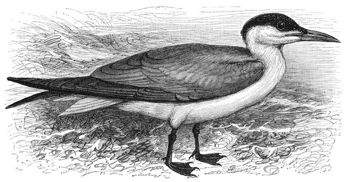 Caspian Tern (Sterna caspia), bird standing by the shore with detailed plumage, sharp beak, and delicate textures against water and foliage background, old vintage illustration, 1897.