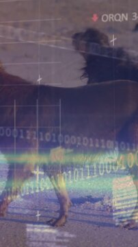 Dark-coated dog taking initial step on wet sand, initiating HUD tech analyzing gait and metrics