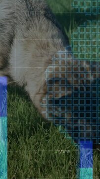 Vertical video: Dog sniffing lawn for scent as techHUD emerging left,obscuring nose, showing charts