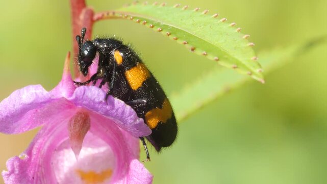 Dew-drenched black and orange Blister Beetle motionless on a pink impatience flower at sunrise.