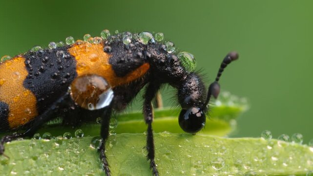 Super closeup Basking Blister Beetle with dew droplets on its shell warms up during a forest sunrise. black orange insect