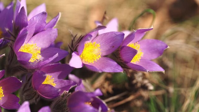 Slow motion macro shot of pasque flowers with soft purple petals and vivid yellow centers. Detailed spring wildflowers in natural sunlight, shallow depth of field, calm nature scene.