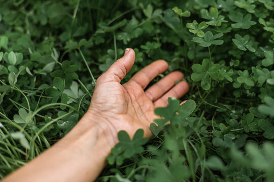 Close-up of hand touching grass and clover, grounding practice