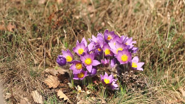 Slow motion footage of blooming pasque flowers with purple petals and yellow centers growing in dry grass meadow. Early spring nature awakening, wild flora detail, calm natural atmosphere.