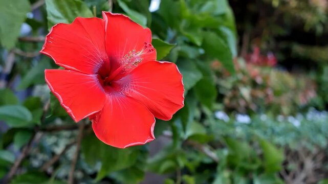 In full bloom, a red Chinese hibiscus, also known as gumamela, never fails to grab attention and captivate a nature lover.