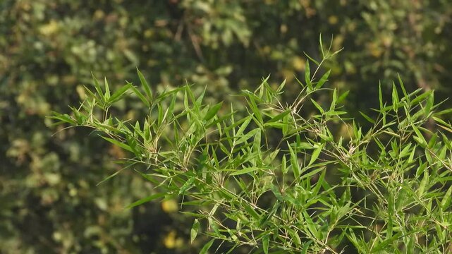 Beautiful bamboo forest in wind .