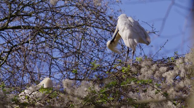 Eurasian Spoonbill in tree canopy grooming and preening its white feathers