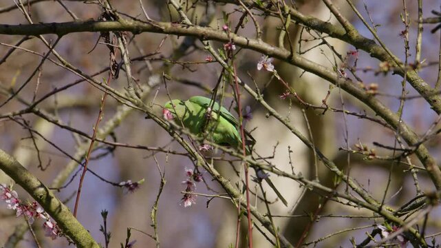 Green Rose-ringed parakeet in tree canopy eating flower blossoms, telephoto
