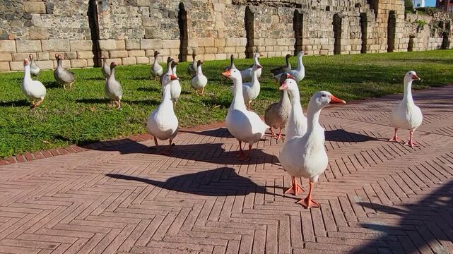 Farm birds. A group of geese walking along a wall on a sunny day. Close-up shot of birds walking. Spain.