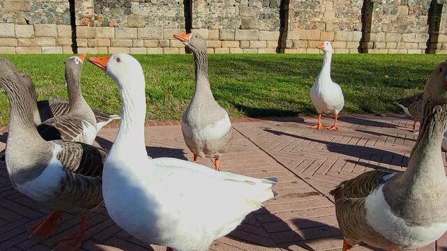 Animal life. A group of geese walking along a wall on a sunny day. Close-up shot of birds walking. Spain.