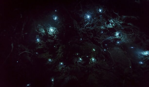 Bioluminescence, luminous glow worm (Arachnocampa luminosa), maggot of Fungus gnats (Mycetophilidae) in a cave, endemic in New Zealand, Leith Valley, Dunedin, New Zealand