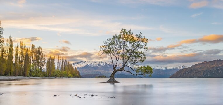 Sunrise, single tree standing in water, Lake Wanaka, The Wanaka Tree, Roys Bay, Otago, Southland, New Zealand