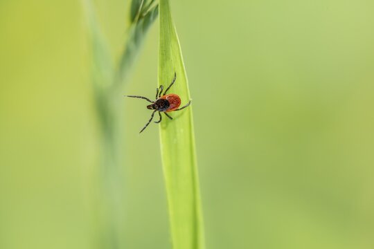 Female tick, Castor Bean Tick (Ixodes ricinus) lurks on a blade of grass, Bavaria, Germany
