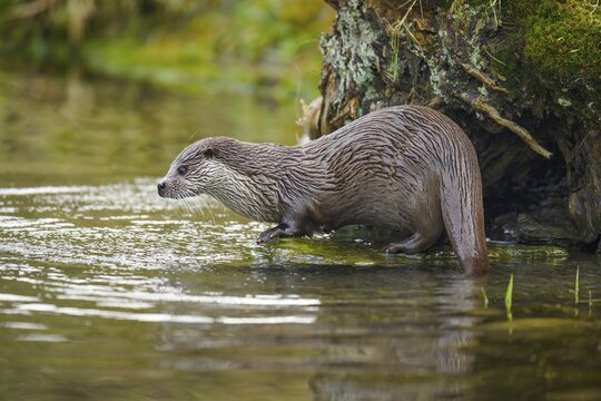 European otter (Lutra lutra), female sitting on stone on the bank of a pond, captive, Switzerland