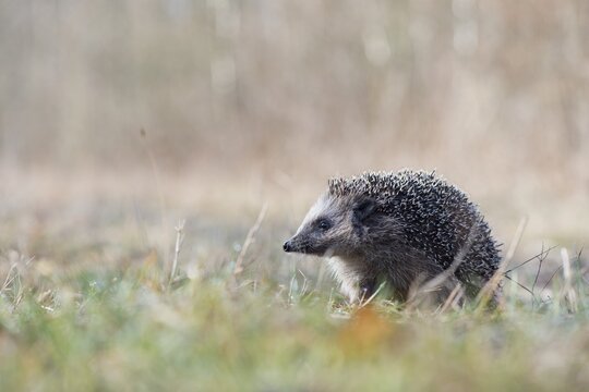 European hedgehog (Erinaceus europaeus), Emsland, Lower Saxony, Germany