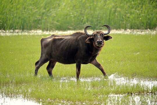Water buffalo (Bubalis bubalis), adult female, running through shallow water, Bundala National Park, Sri Lanka