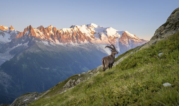 Alpine Ibex (Capra ibex) on the mountainside, in the back mountain range Grandes Jorasses and Mont Blanc in the evening light, Mont Blanc massif, Chamonix, France