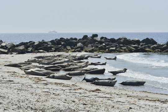 Common Seals or Harbour Seals (Phoca vitulina) on the beach, Heligoland, Schleswig-Holstein, Germany