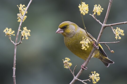European greenfinch (Carduelis chloris) sits on twig of Cornelian cherry (Cornus mas), Emsland, Lower Saxony, Germany