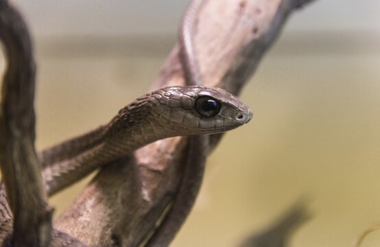 Boomslang (Dispholidus typus), Living Desert Snake Park, Walvis Bay, Namibia