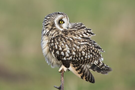 Short-eared Owl (Asio flammeus), Lower Saxony, Germany