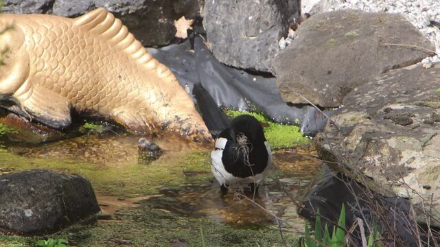 A Magpie, Pica pica, bathing in a garden pond. Spring. UK