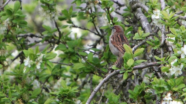 A male House Sparrow, Passer domesticus, singing in a Damson Tree in early Spring. UK