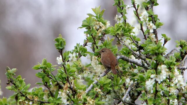 A Wren, Troglodytes troglodytes, sing from top of a flowering Damson tree in early Spring. UK