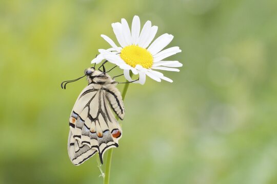 Old World Swallowtail (Papilio machaon) butterfly on a Marguerite, North Hesse, Hesse, Germany