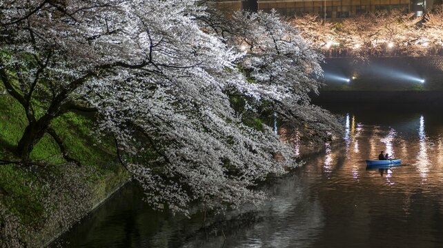 Canal with rowing boat in front of blooming cherry trees on a canal at night, Japanese cherry blossom in spring, Hanami festival, Chidorigafuchi Green Way, Tokyo, Japan