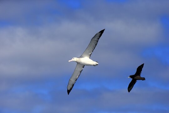 Wandering Albatross (Diomedea exulans), followed by a Cape Hen or White-chinned Petrel (Procellaria aequinoctialis), adult, in flight, Cape of Good Hope, South Africa