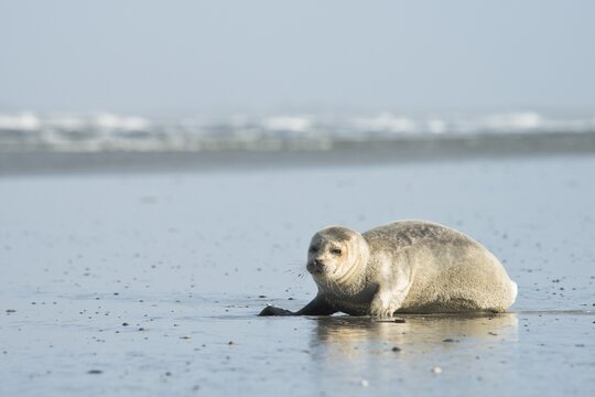 Seal (Phoca vitulina) on the beach, Langeoog, East Frisia, Lower Saxony, Germany