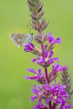 Common Blue (Polyommatus icarus) on Purple Loosestrife (Lythrum salicaria), Hesse, Germany