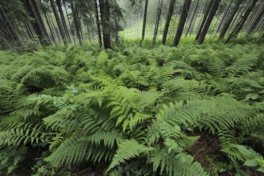 Fern, Mala Fatra National Park, Slovakia, Europe