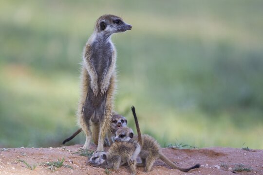 Suricates (Suricata suricatta), female with three playful young in the evening at their burrow, during the rainy season in green surroundings, Kalahari Desert, Kgalagadi Transfrontier Park, South Africa