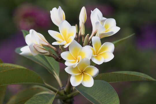 Frangipani (Plumeria alba), blossom, Praslin, Seychelles