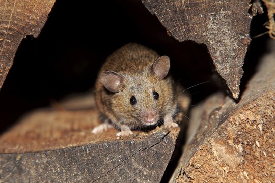 House mouse (Mus musculus), adult, looks out of woodpile, alert, curious, interested, cute, Germany