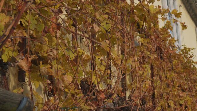 Autumn leaves of oldest vine in the world growing on wall in Maribor Slovenia