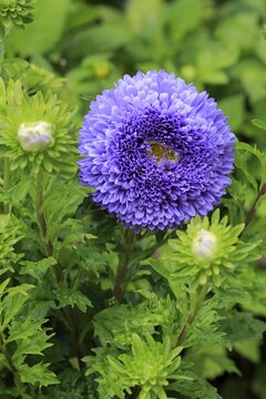 Chinese Aster (Callistephus chinensis), flower, Germany